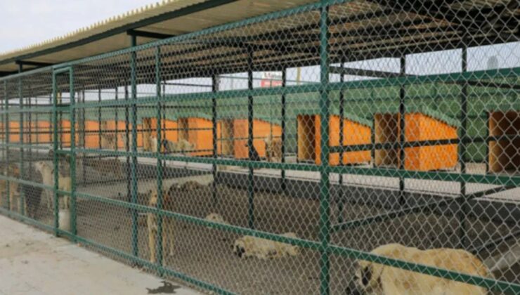 En modern hayvan barınağı Isparta’da – Birlik Haber Ajansı