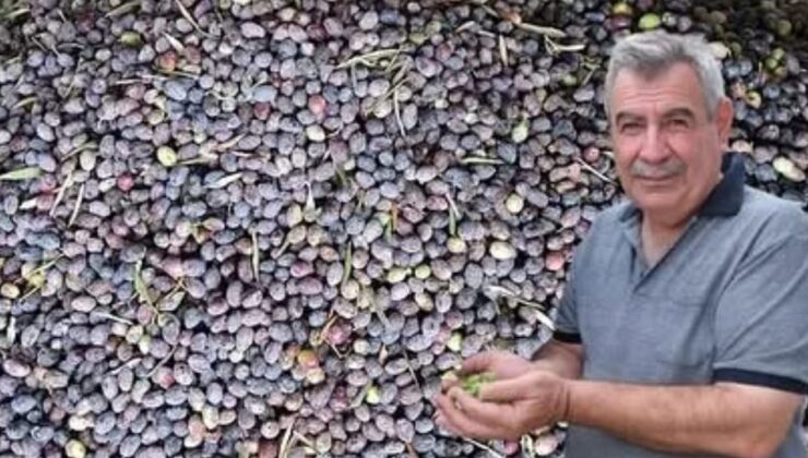 Kuraklık zeytinde rekolteyi düşürdü – Birlik Haber Ajansı