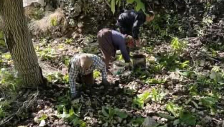 Kaş’ta Sütleğen’de ceviz hasadı başladı – Birlik Haber Ajansı