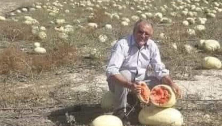 Dağ domuzu yerliyi seçti: Hayvanlar bile ithal tohumu yemiyor – Birlik Haber Ajansı