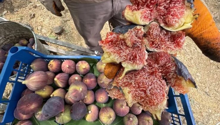 İbradı’da Bursa siyah inciri hasadında sona gelindi – Birlik Haber Ajansı