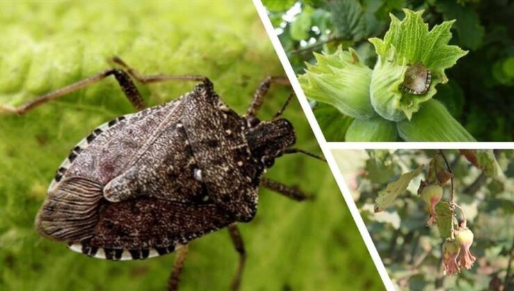 Giresun’da kahverengi kokarca ile kışlak seferberliği başladı – Birlik Haber Ajansı