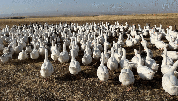 Kars’ta Kar yiyen kazlar kesime hazırlanıyor – Birlik Haber Ajansı