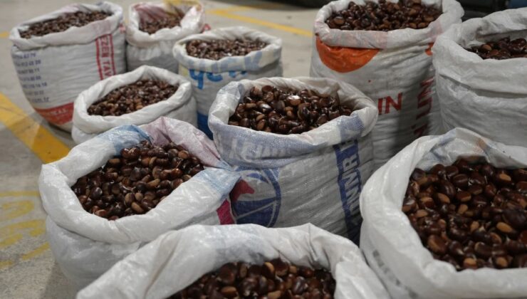 Coğrafi işaretli “Düzce Kuzu Kestane” pazarda satışta – Birlik Haber Ajansı