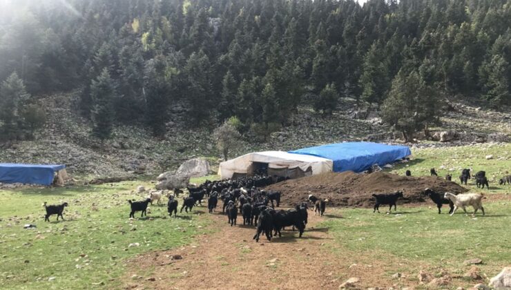 Havalar soğudu, yörüklerin dönüş yolculuğu başladı – Birlik Haber Ajansı