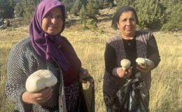 Toroslar’da mantar bereketi başladı – Birlik Haber Ajansı