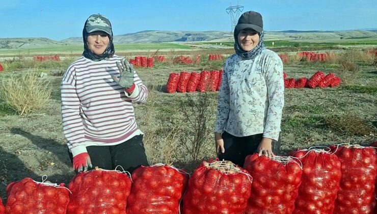 Beypazarı’nda soğan üreticisi tarlada 5 TL ile geçim derdinde – Birlik Haber Ajansı