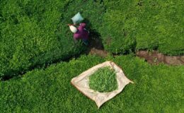 Türk çayı dünyayı ısıttı: 9 ayda 22 milyon dolar ihracat geliri – Birlik Haber Ajansı