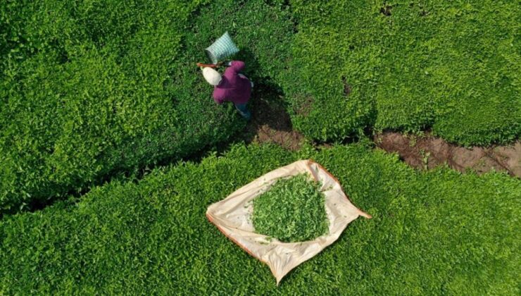 Türk çayı dünyayı ısıttı: 9 ayda 22 milyon dolar ihracat geliri – Birlik Haber Ajansı