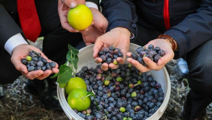 Artvin’de lezzet ödüllü “Butko zeytini” hasadı başladı – Birlik Haber Ajansı