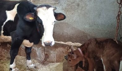 Aksaray Üniversitesi’nden genetik devrim: Süt alerjenini taşımayan buzağılar doğdu – Birlik Haber Ajansı