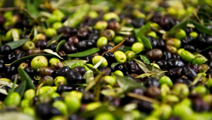 Artvin’de, 2025-2026 zeytin sezonu fiyatları açıklandı – Birlik Haber Ajansı