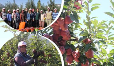 Isparta elması cep yakacak – Birlik Haber Ajansı