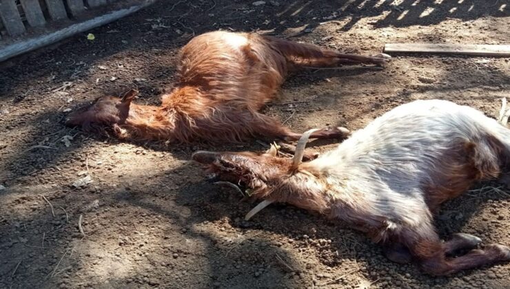 Isparta’da kurt saldırıları üreticiyi bezdirdi – Birlik Haber Ajansı